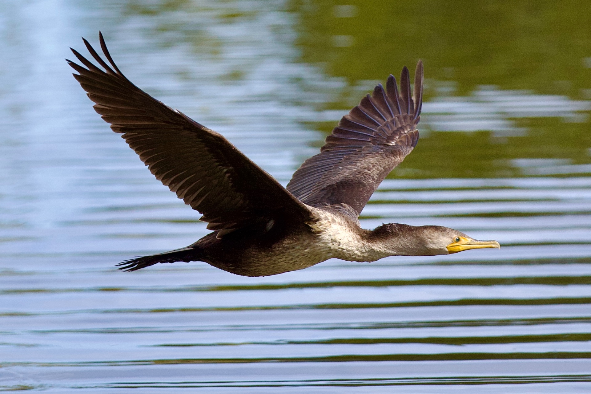 Double-crested cormorant skimming low over still water, wings fully extended