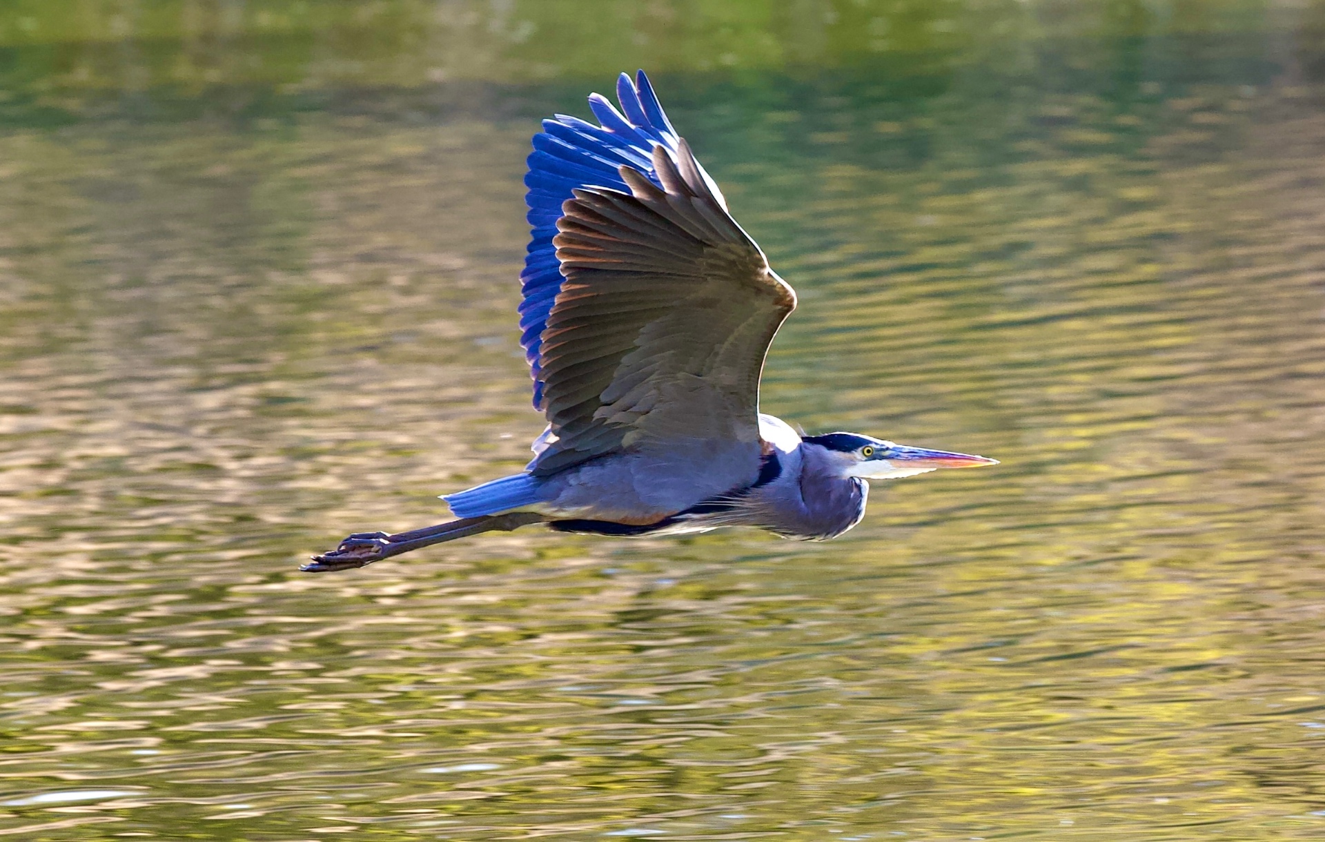Great blue heron gliding over rippling golden water