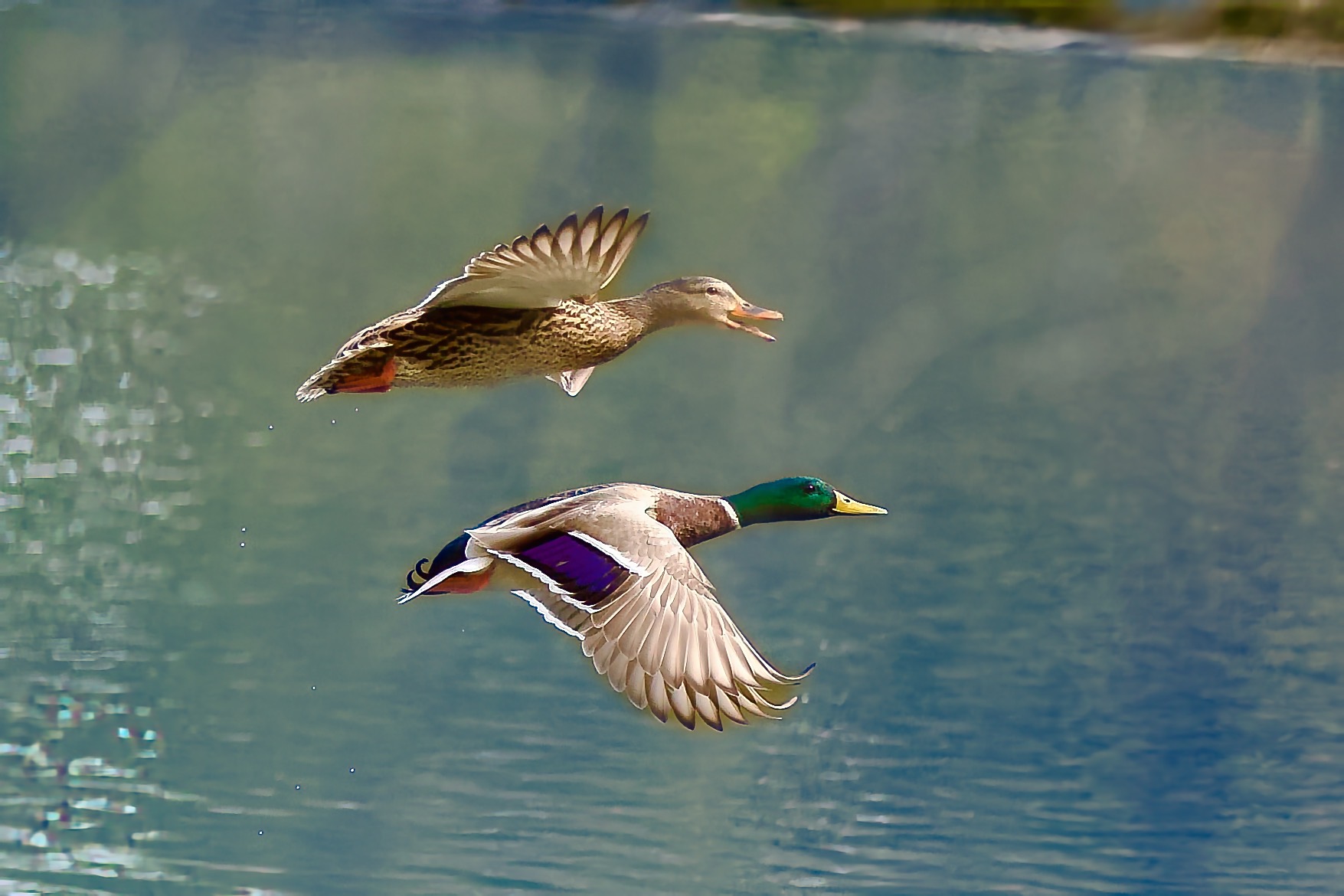 A pair of mallards in flight above a sunlit lake