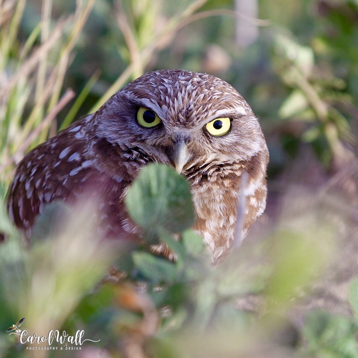 Burrowing owl peering through green foliage