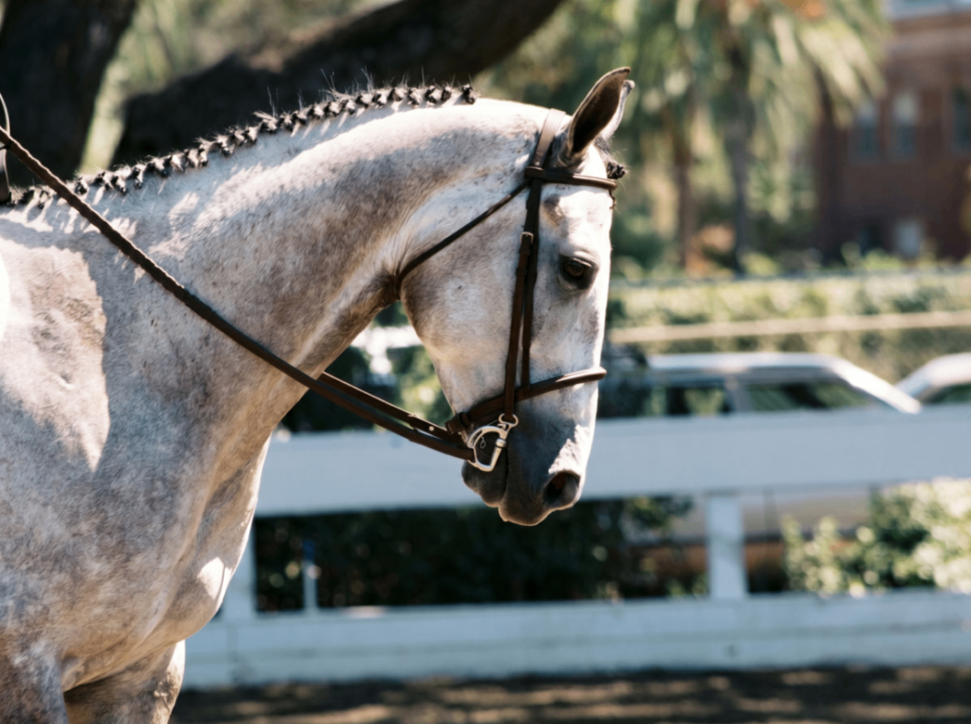 Grey show horse with a braided mane at a competition ring